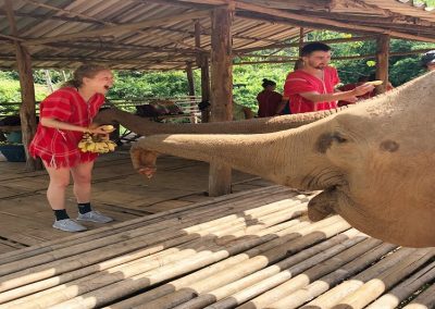 bamboo elephant care gallery 1