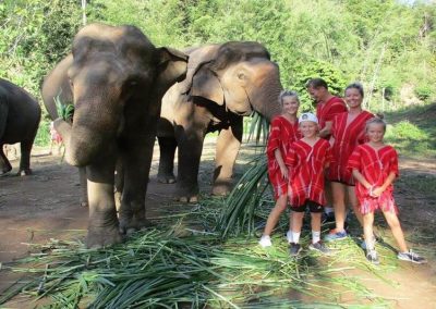 bamboo elephant care gallery 17