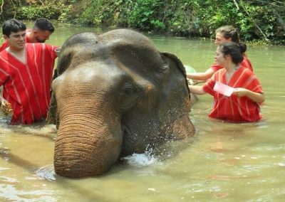 bamboo elephant care gallery 18
