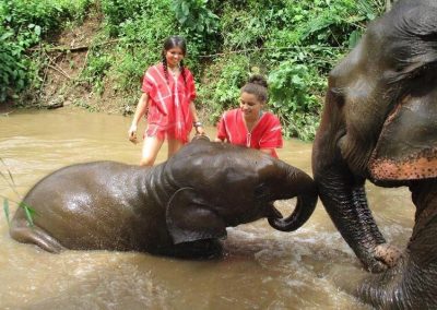 bamboo elephant care gallery 23
