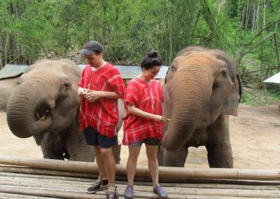 half day elephant care_feeding the elephants
