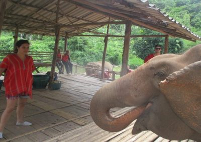 one day elephant care_bamboo elephant camp