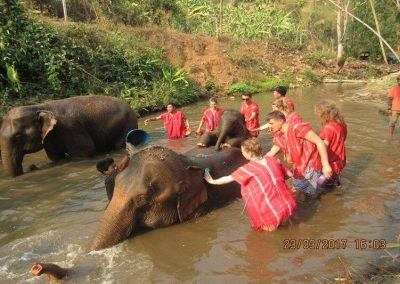 one day elephant care_time to bath and brush the elephants