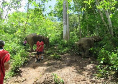 one day elephant care_walking through jungle with elephants